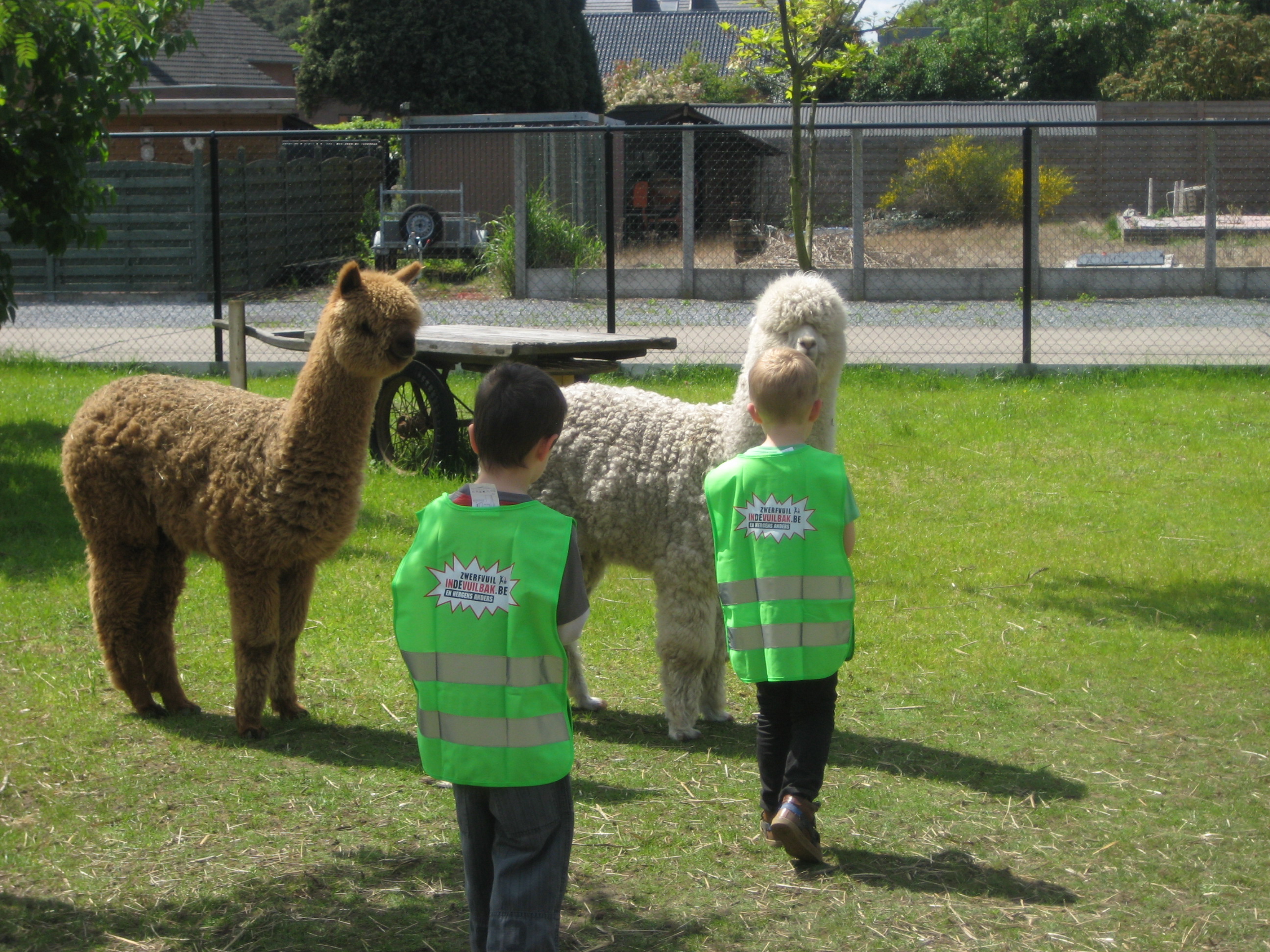 Op bezoek bij de alpaca's (juf Ellen)